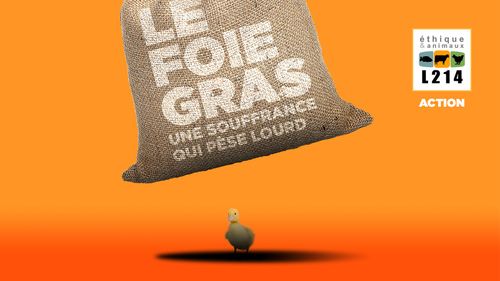Saint-Etienne : L214 propose une action contre le foie gras