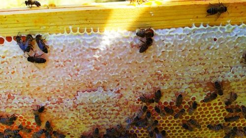 Miel : Le frelon asiatique et la chaleur perturbent la récolte
