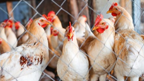 Grippe aviaire : les volailles à huis clos