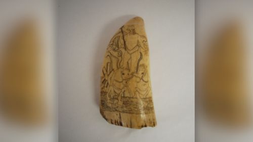 Une dent de cachalot en ivoire volée au musée de Guérande 