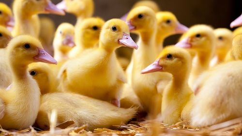Un cas d'influenza aviaire dans un élevage de canards en Sarthe