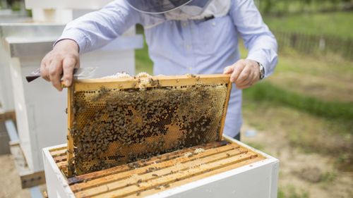 La première coopérative de miel d'Occitanie sera à Ortaffa