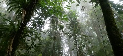 Déforestation : la Colombie a perdu l’équivalent de sa capitale en...