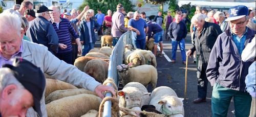 la foire aux moutons de Saint-Sever maintenue ce lundi !