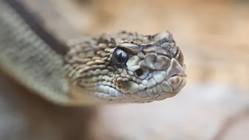 Cléopâtre a disparu : un python royal dans la nature en...