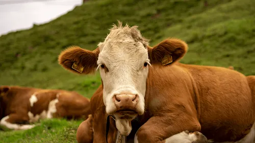 Bangladesh : une vache naine de 51 cm fait le buzz ! 