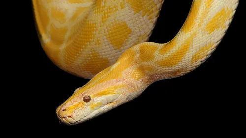 Un autrichien se fait mordre par un python… assis sur ses toilettes ! 