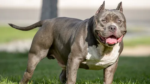 Loire-Atlantique : une femme enceinte de 7 mois attaquée par son chien
