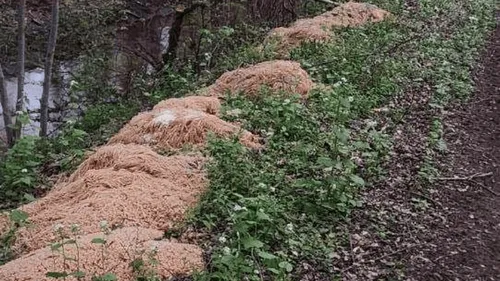 Des centaines de kilos de pâtes abandonnées dans une forêt, le...