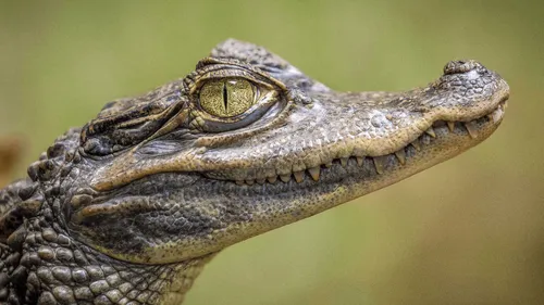 Finistère : le crocodile aperçu dans un lac… était un faux !