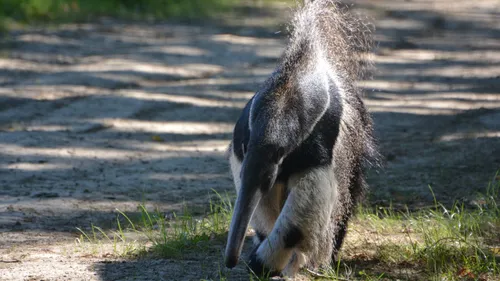 "On a six nouvelles espèces", entre les nouveaux animaux et les...
