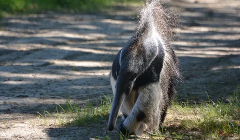 "On a six nouvelles espèces", entre les nouveaux animaux et les...