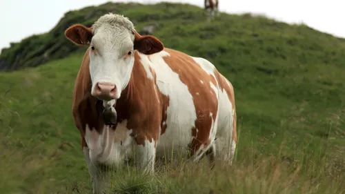 Agriculture : les virus touchent les élevages de nos régions