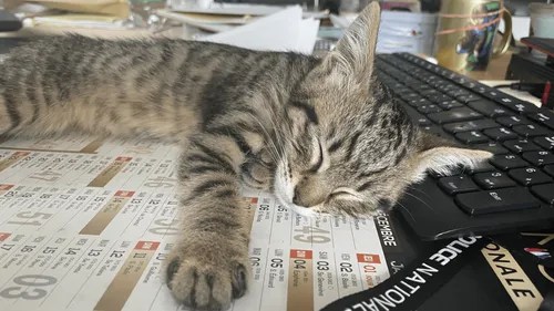 La Rochelle : Cheops, le chaton policier adopté pour apaiser les...