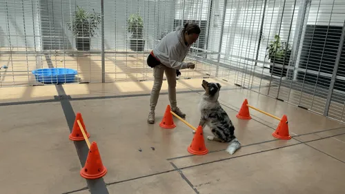 La Rochelle : une crèche pour les chiens pendant l'été !