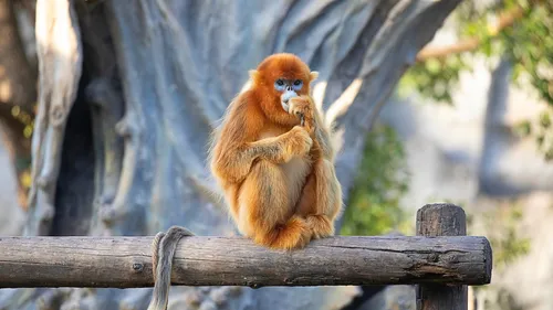 Beauval dévoile ses singes dorés : le directeur raconte