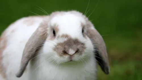 Donneriez-vous votre animal de compagnie à manger aux tigres ?