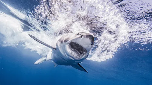 Vendée : le film “Les Dents de la Mer” projeté sur la côte pour ses...