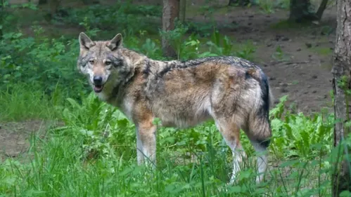 Nouvelle attaque de loup en Haute-Vienne