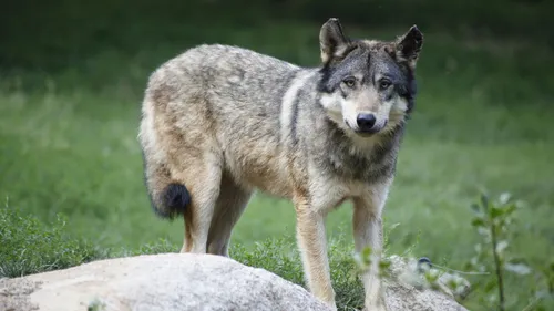 Maine-et-Loire : la présence d'un loup confirmée