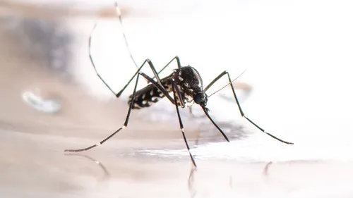 Un premier cas de chikungunya 100% girondin