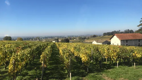 Vendanges : production en baisse pour 2024