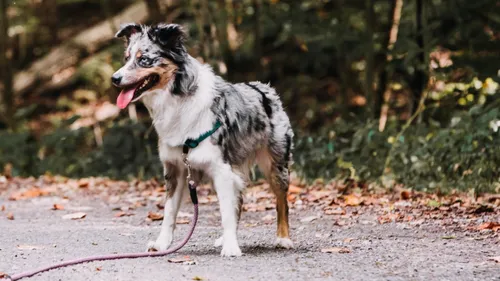 Le 15 avril, promener son chien en laisse sera obligatoire… en forêt