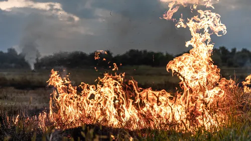 Vienne : un incendie détruit 140 hectares près de Niort