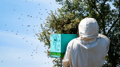 Vendée : un apiculteur attaqué par un essaim d'abeilles