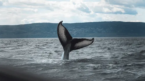 Le kayakiste se fait engloutir par une baleine sous les yeux de son...