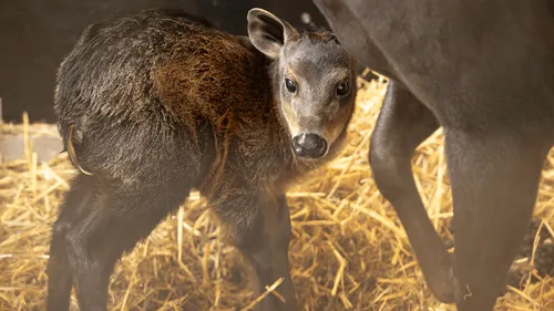 ZooParc de Beauval : naissance d'un céphalophe à dos jaune, une...