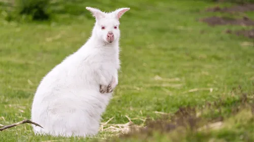 Bretagne : il tombe nez à nez avec un wallaby dans son jardin !