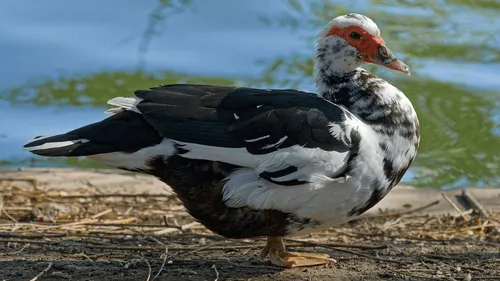 Un nouveau foyer de grippe aviaire détecté en Vendée