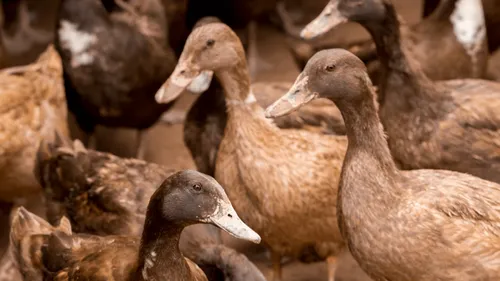 Grippe aviaire : le bilan "très positif" de la vaccination des canards