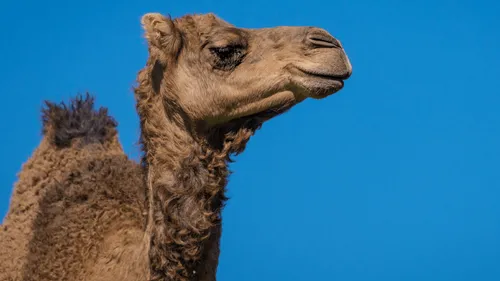 Insolite : un chameau déambule dans les rues de Bressuire