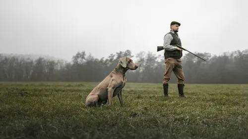 Une recours contre l’ouverture de la chasse en Poitou-Charentes