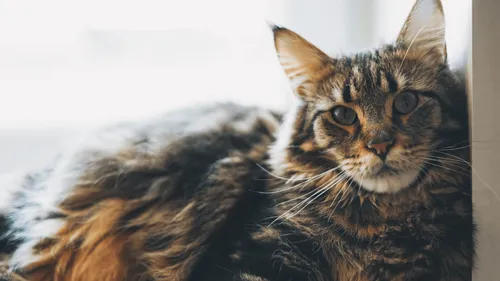 Un chat oublié dans une soute fait trois trajets en avion