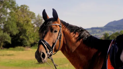 Hausse des carburants : un homme vient au travail à cheval !