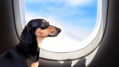 Le chien ronfle trop fort et sent mauvais dans l'avion, ils...
