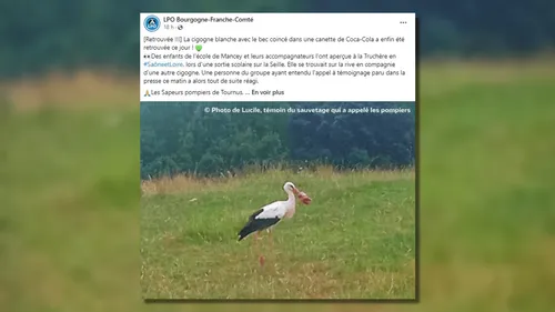 Une fin heureuse pour la cigogne au bec coincé dans une canette de...