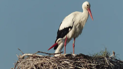 Vendée : ces oiseaux qui n’auraient jamais dû s’installer ici