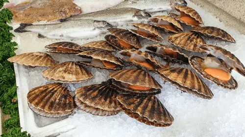 Bretagne : un business illégal de coquilles Saint-Jacques à 1...