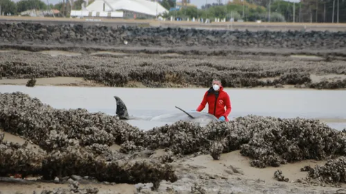 Ile de Ré :  18 dauphins échoués et secourus