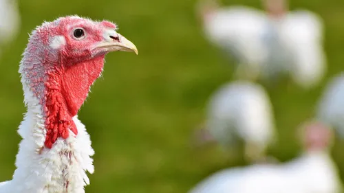 Grippe aviaire : un premier cas détecté en Vendée