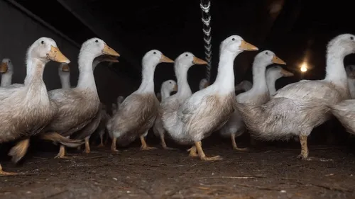 Mayenne : une plainte déposée contre un élevage de canards pour...