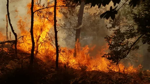 Feux de forêts : près de 50 incendiaires présumés arrêtés