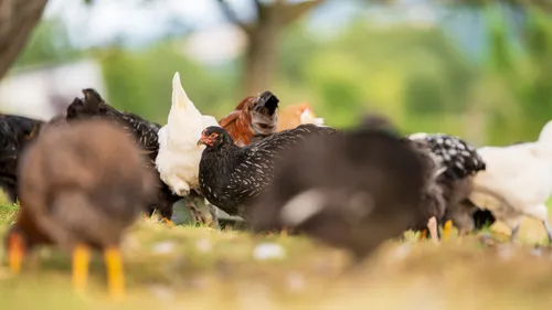 Maître CoQ et Le Gaulois mettent fin aux élevages intensifs