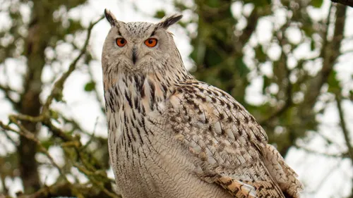 Loire-Atlantique : disparu depuis 1 semaine, le hibou de Legendia...