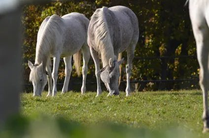 10 chevaux morts en France à cause d'une maladie