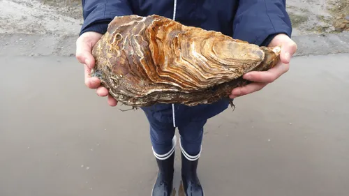 L’huître la plus grosse au monde découverte dans le Finistère